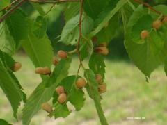 Paracolopha morrisoni