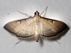 Bradina admixtalis