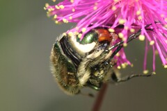 Trichiotinus lunulatus