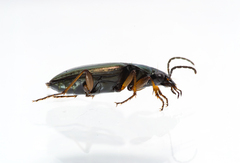 Agonum muelleri