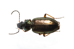 Agonum muelleri