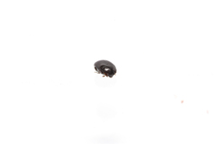 Histeridae