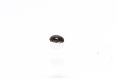 Histeridae