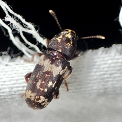 Basitropidini