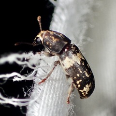 Basitropidini