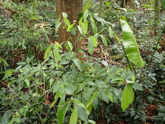 Englerophytum natalense