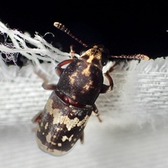 Basitropidini