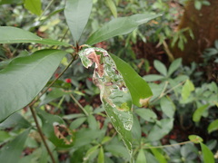 Englerophytum natalense