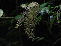 Mycaranthes oblitterata