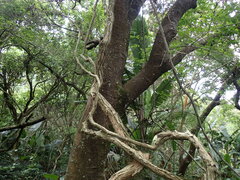Dalbergia obovata