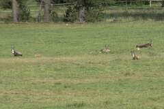 Damaliscus pygargus pygargus