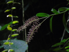 Mycaranthes oblitterata