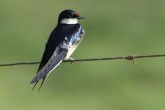 Hirundo albigularis