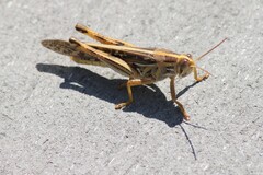 Schistocerca americana