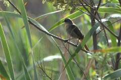 Cossypha caffra caffra