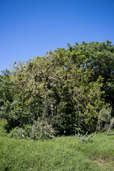 Phytolacca dioica