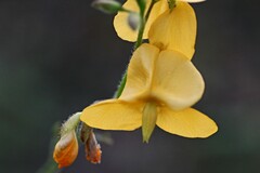 Chapmannia floridana