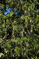 Phytolacca dioica