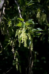 Phytolacca dioica