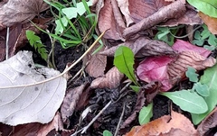 Taraxacum officinale
