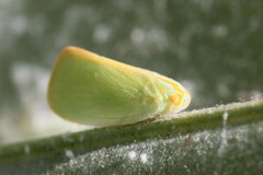 Ormenaria rufifascia