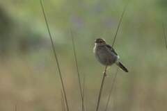 Cisticola tinniens