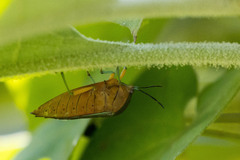 Piezosternum calidum