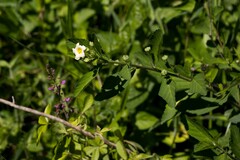 Sida rhombifolia