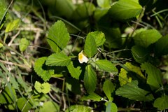 Sida rhombifolia