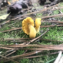 Cantharellus minor