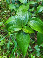 Miconia thomasiana