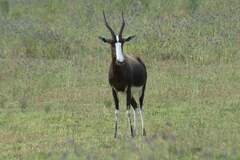 Damaliscus pygargus pygargus