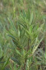 Searsia angustifolia