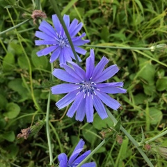 Cichorium intybus