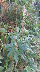 Phytolacca icosandra