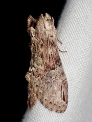 Antithemerastis acrobela