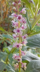 Phytolacca icosandra