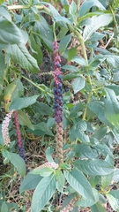 Phytolacca icosandra