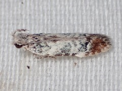 Hypatima