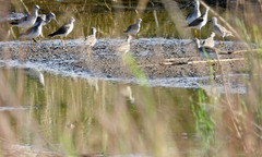 Charadriiformes