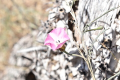 Convolvulus chilensis
