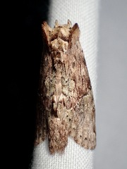 Antithemerastis acrobela