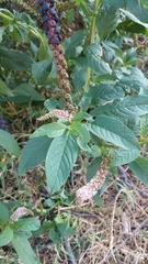 Phytolacca icosandra