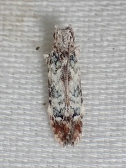 Hypatima