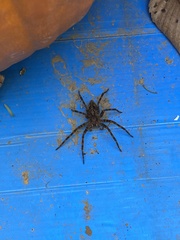 Dolomedes tenebrosus