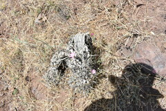 Convolvulus chilensis