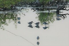 Calidris tenuirostris