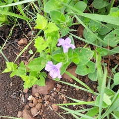 Ruellia cordata