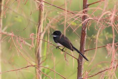 Rhipidura javanica