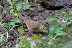 Phylloscopus schwarzi